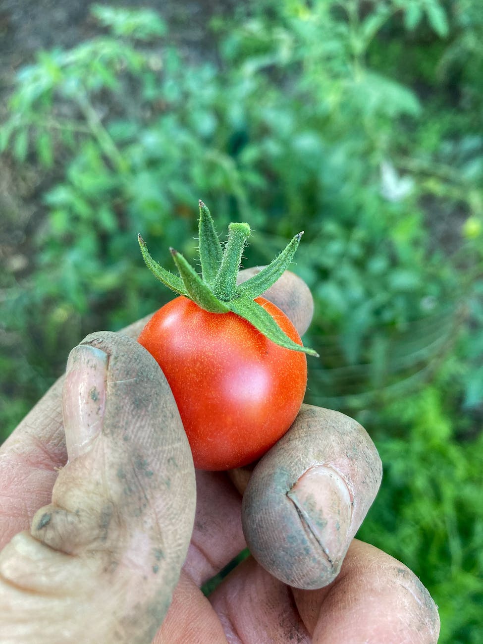 a person holding a cherry tomato