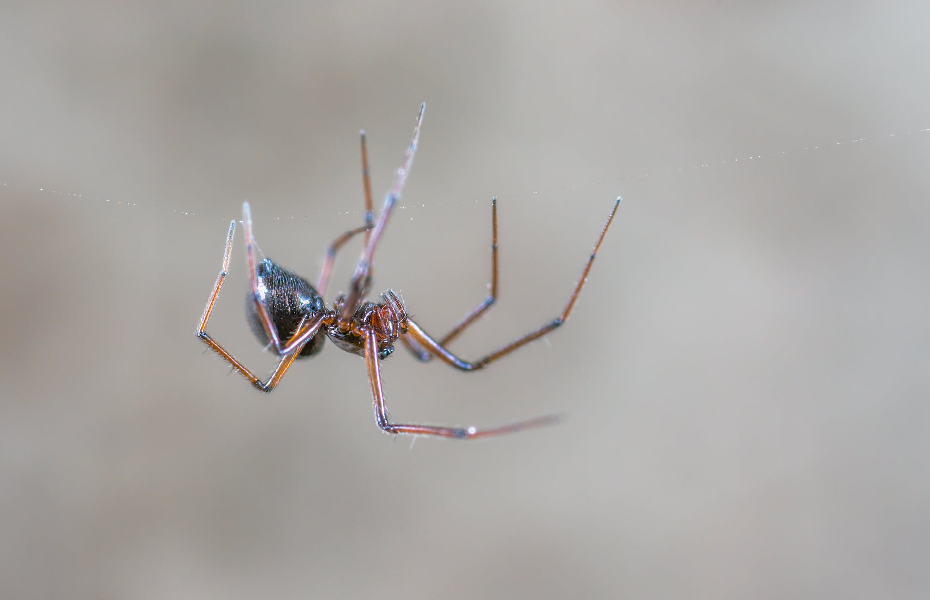 closeup photography of black and brown spider